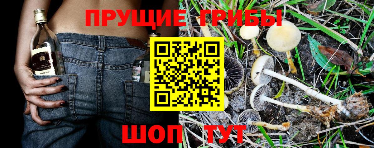 Псилоцибиновые грибы GOLDEN TEACHER Дедовск